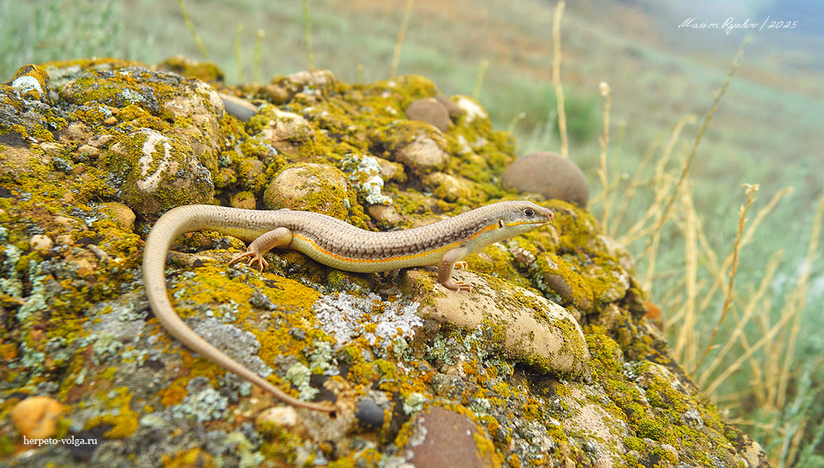 Әйелдерге арналған анальды секс ерекшеліктері